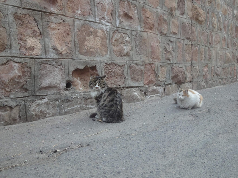 دو گربه در انتظار یک موش